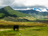 Údolí Phobjikha (Bhútán, Dreamstime)