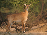 Antilopa nilgau (Indie, Dreamstime)