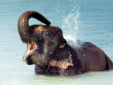 Indický slon (Indie, Dreamstime)