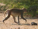 Makak rhesus (Indie, Dreamstime)