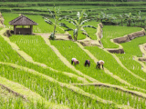 Sběr rýže (Indonésie, Dreamstime)