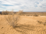 poušť Kyzylkum (Uzbekistán, Dreamstime)