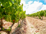 Vinice, oblast Alentejo (Portugalsko,  Dreamstime)