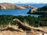 Komodský drak, Rinca (Indonésie, Shutterstock)