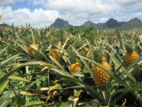 Ananasy (Mauricius, Shutterstock)
