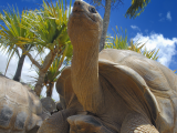 Želva obrovská (Mauricius, Shutterstock)