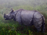 Nosorožec Indický, NP Čitvan (Nepál, Bc. Tomáš Hrnčíř)