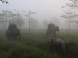 Jízda na slonech, NP Čitvan (Nepál, Bc. Tomáš Hrnčíř)