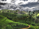 Čajové plantáže jako malované (Srí Lanka, Jitka Čepková)