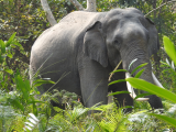 Slon indický (Indie, Jan Legner)
