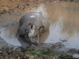 Nosorožec indický v bahně, NP Kaziranga (Indie, Michal Čepek)