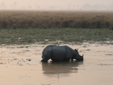 Nosorožec indický, NP Kaziranga (Indie, Michal Čepek)