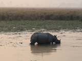 Nosorožec indický, NP Kaziranga (Indie,  Michal Čepek)