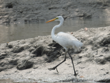 Volavka bílá, NP Sundarbans (Indie, Jan Legner)