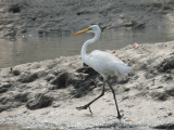 Volavka bílá, NP Sundarbans (Indie,  Jan Legner)