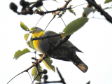 Holub fialovoramenný, ptačí rezervaci Mangalajodi (Indie, Jan Legner)