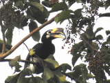 Zoborožec bělolící, ptačí rezervace Mangalajodi (Indie, Jan Legner)