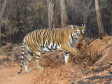 Tygr indický, NP Tadoba (Indie, Jan Legner)