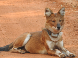 Dhoul - rudý pes (Indie, Jan Legner)