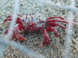 Krab (Indie,  Jan Legner)