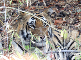 Tygr indický (Indie, Jan Legner)