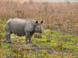 Nosorožec v NP Kaziranga (Indie, Dreamstime)