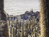 Ostrov kaktusů, Salar de Uyuni (Bolívie, Shutterstock)