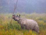 Nosorožec, NP Kaziranga (Indie, Dreamstime)