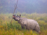 Nosorožec, NP Kaziranga (Indie,  Dreamstime)
