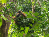 Sumaterský orangutan, NP Gunung Leuser (Indonésie, Dreamstime)