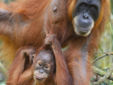 Orangutaní rodina v NP Bukit Lawang (Indonésie, Dreamstime)
