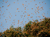 Motýli Monarcha (Mexiko, Shutterstock)