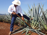 Plantáž agave, Tequila (Mexiko, Shutterstock)