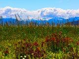 Květiny v NP Glacier Bay (USA, Dreamstime)