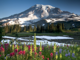 NP Mount Rainier (USA, Dreamstime)