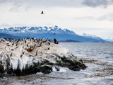 Kolonie kormoránů, Ushuaia (Argentina, Dreamstime)