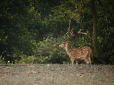 Axis indický, NP Sundarbans (Bangladéš, Dreamstime)