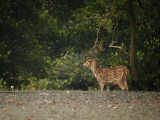 Axis indický, NP Sundarbans (Bangladéš,  Dreamstime)