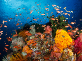 Bradáči okolo barevných korálových útesů (Indonésie, Dreamstime)
