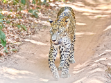 Srílanský leopard, NP Wilpattu (Srí Lanka, Dreamstime)