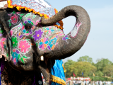 Zdobený slon (Indie, Shutterstock)