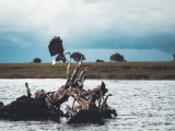 Orel v NP Chobe (Botswana, Unsplash)