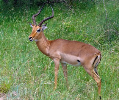 Antilopa v NP Hluhluwe-Umfolozi (Jihoafrická republika, Pixabay.com)