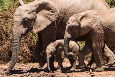 Sloní rodina, NP Addo Elephant (Jihoafrická republika, Unsplash)