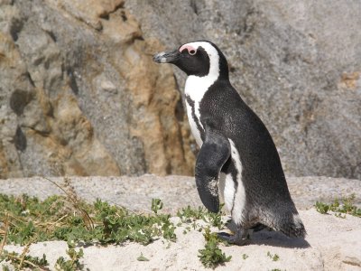Tučňák, pláž Boulders (Jihoafrická republika, Pixabay.com)