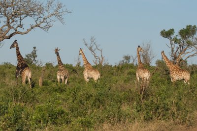 Žirafy v NP KwaZulu-Natal (Jihoafrická republika, Pixabay.com)
