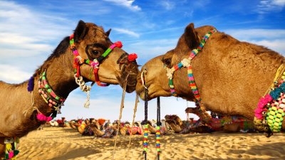 poušť Thár (Indie, Shutterstock)