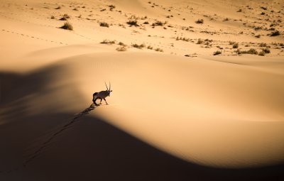 Přímorožec v poušti Sossusvlei (Namibie, Dreamstime)