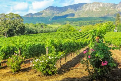 vinice, Stellenbosch (Jihoafrická republika, Dreamstime)