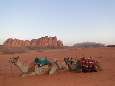 velbloudi, Wadi Rum (Jordánsko, Ing. Katka Maruškinová)